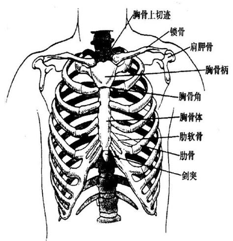 劍突圓球凸起痛|剑突为什么会圆球凸起